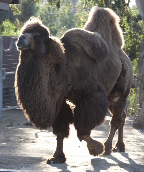321-2306 San Diego Zoo - Domestic Bactrian Camel _Asia_.jpg